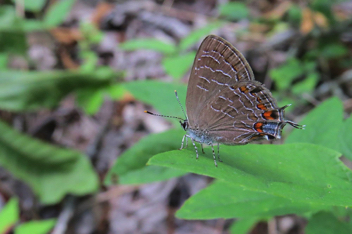 Striped Hairstreak